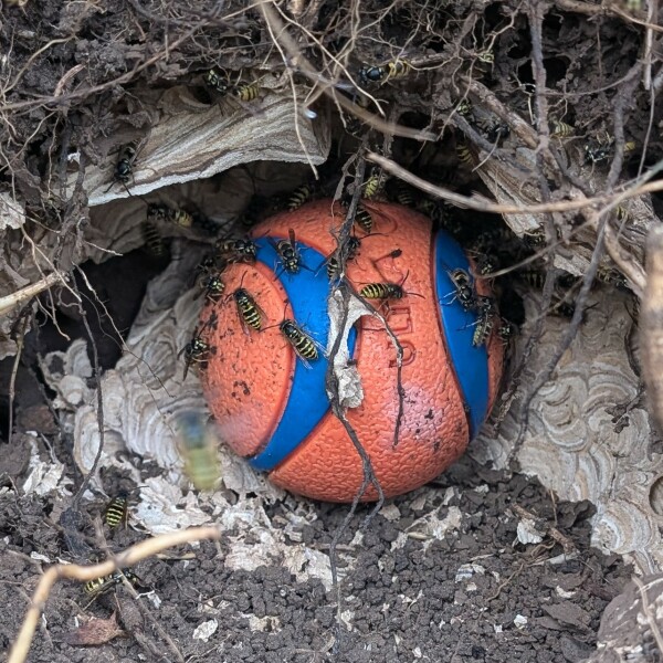 Adolescent Dog Survival Thread - welcome to the teenage wasteland