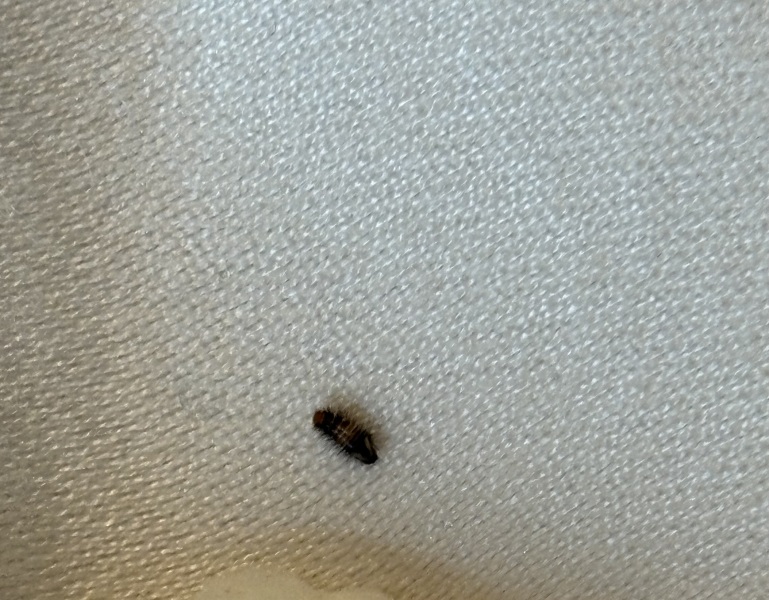 Carpet beetle