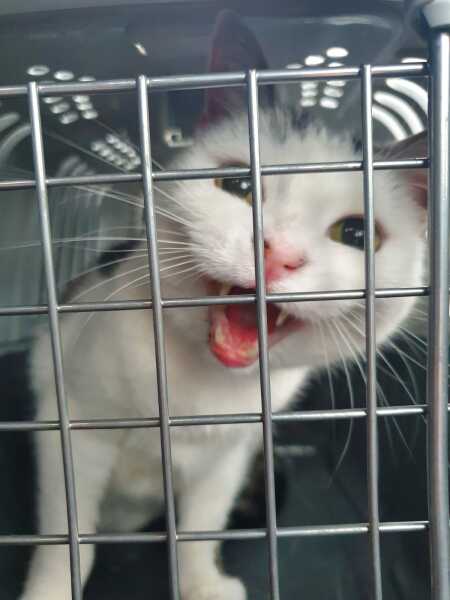 Why are cats such assholes?!