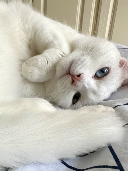 The One after the One where the Excellent Cats posed for a calendar