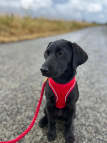 Why do you have a dog?