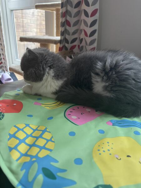 Pampered, Persian, Princess Penelope