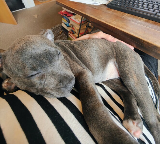 Please tell me this gets easier (new puppy)