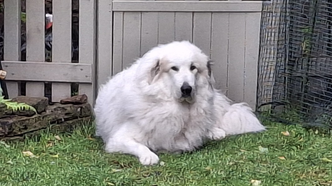 Stupid things your dog has done today