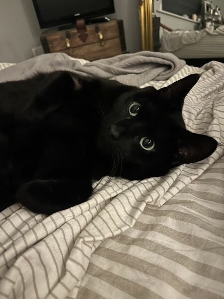 How do I find a new kitten these days?