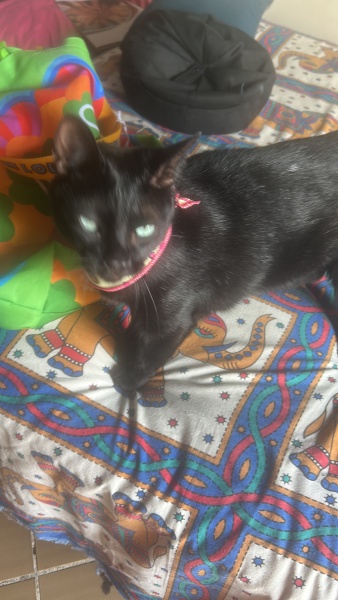 9 yo male neutered cat and 'sexual' behaviour worrying ...