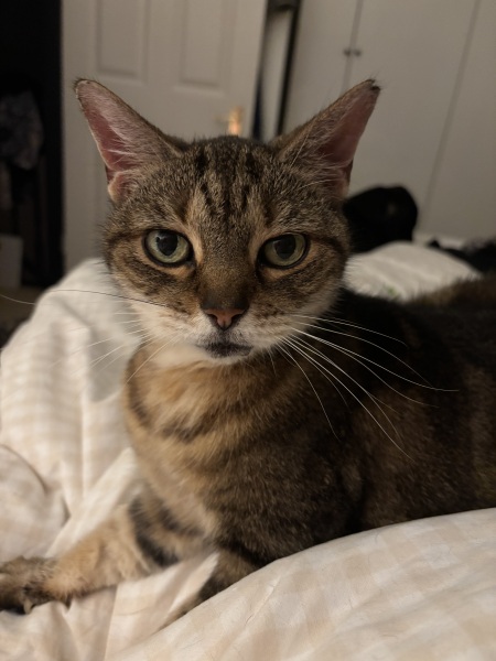 Will my cat ever like living indoors again?
