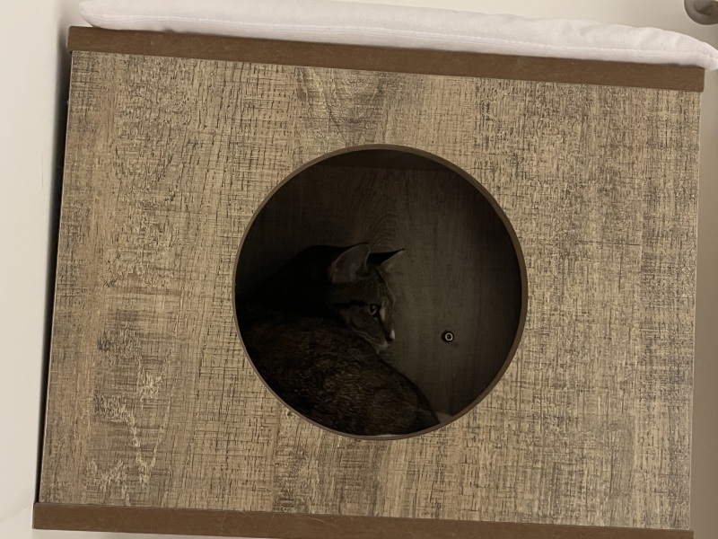 The One after the One where the Excellent Cats posed for a calendar