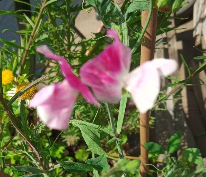 Thread 27 Starmer: He's a very clever cat