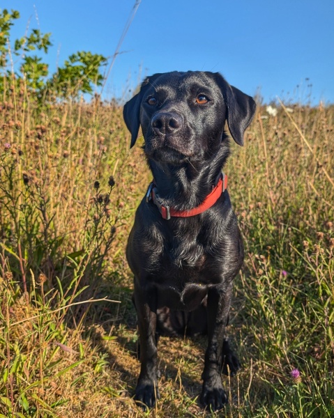 Adolescent Dog Survival Thread - welcome to the teenage wasteland