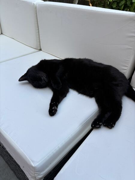Missing indoor cat