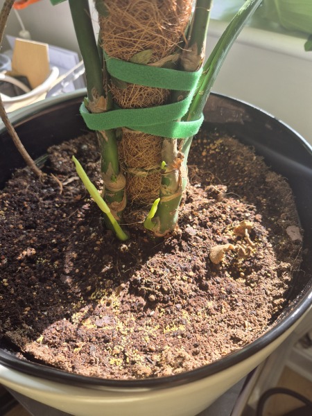Monstera House plant is this 2?