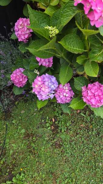 Annoying bright pink hydrangea