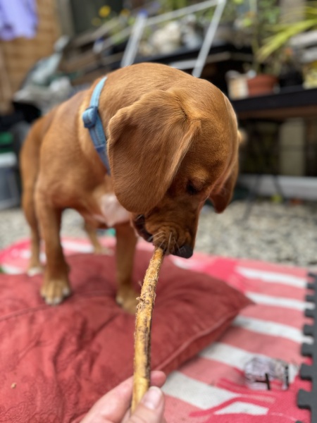 Adolescent Dog Survival Thread - welcome to the teenage wasteland