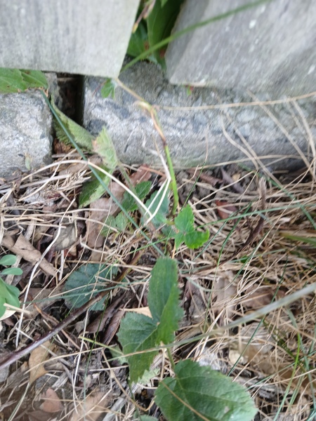 Bramble Problem