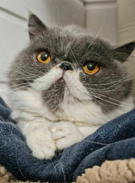 Pampered, Persian, Princess Penelope