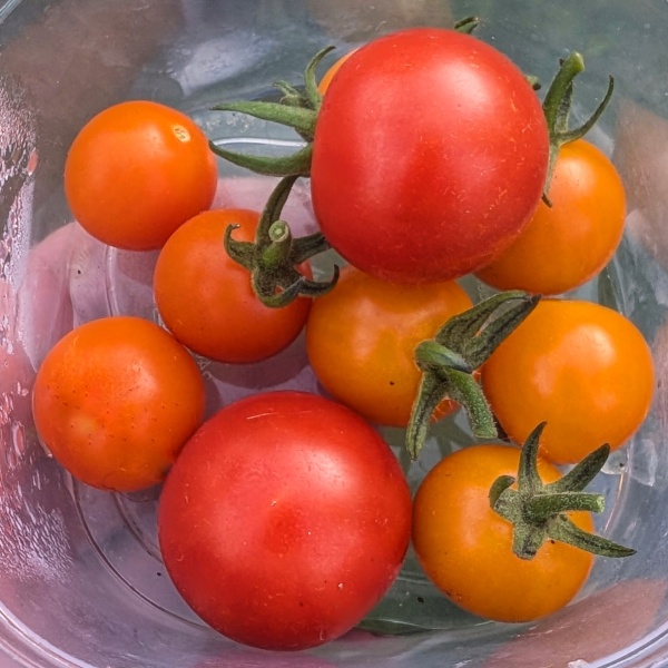 The Vegetable Patch 2024/2025