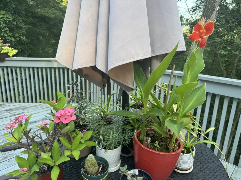 Come and tell us your dull and unexciting news 34: Calmly through the day