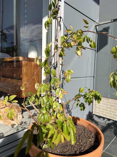 Climbing roses