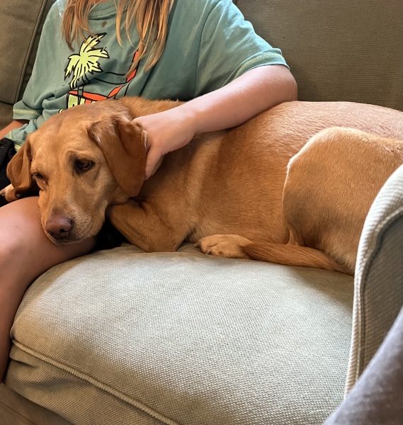 I just got attacked by two cats