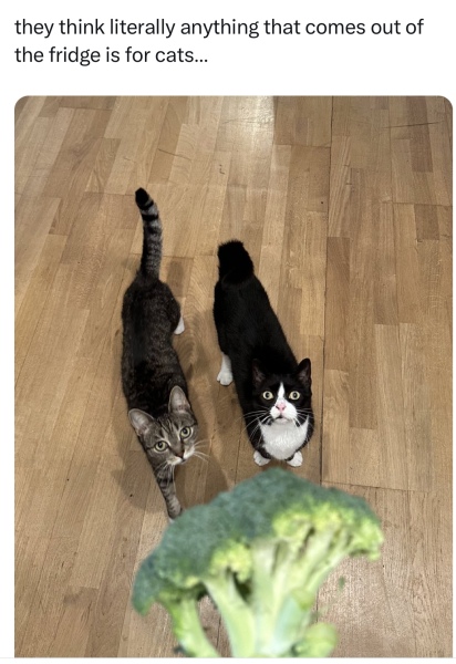 The One after the One where the Excellent Cats posed for a calendar