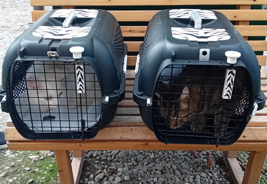 The One after the One where the Excellent Cats posed for a calendar