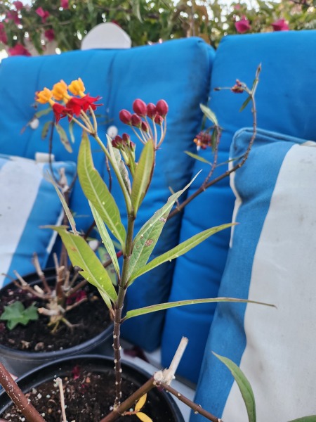 Weeds Have Rights Too !