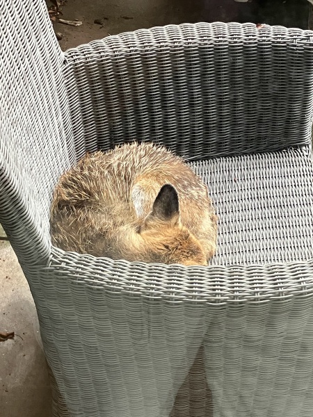 Can we talk about my fox family please?