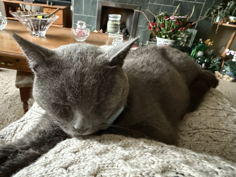 The One after the One where the Excellent Cats posed for a calendar