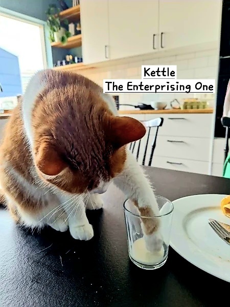 The One after the One where the Excellent Cats posed for a calendar