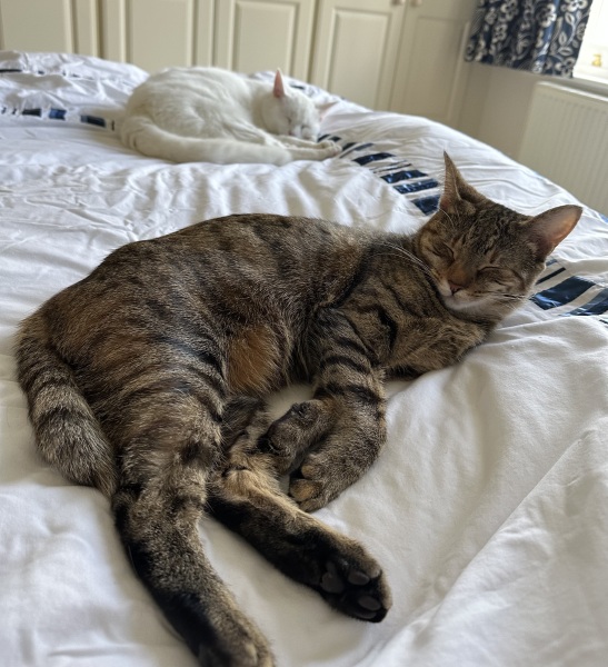 The One after the One where the Excellent Cats posed for a calendar