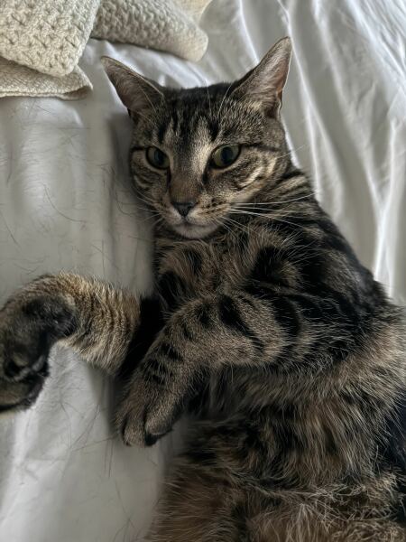 Missing indoor cat