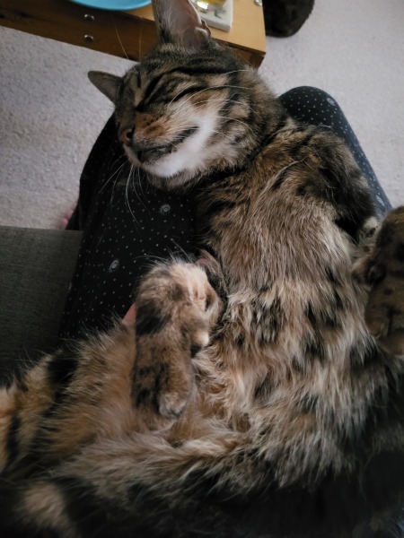 Is there such a thing as an SEN cat?