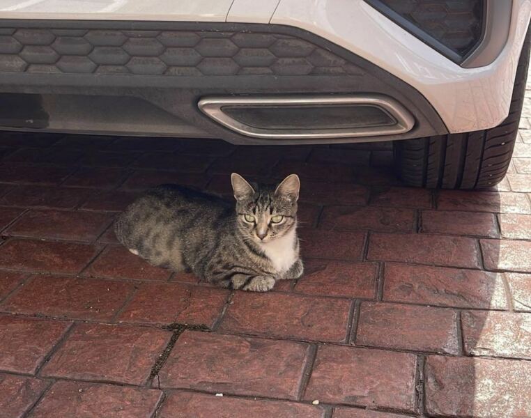 Advice on taking in a very pregnant cat
