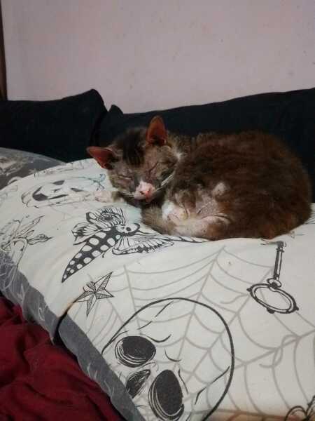 The One after the One where the Excellent Cats posed for a calendar