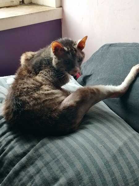 The One after the One where the Excellent Cats posed for a calendar