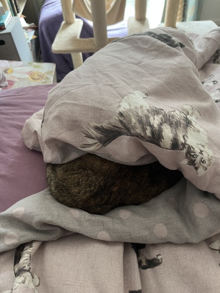 The One after the One where the Excellent Cats posed for a calendar