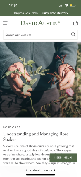 Training climbing rose - should I cut these?