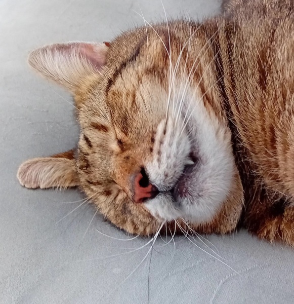 The One after the One where the Excellent Cats posed for a calendar