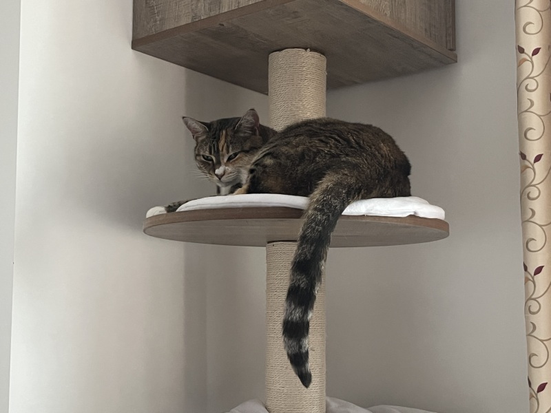 The One after the One where the Excellent Cats posed for a calendar