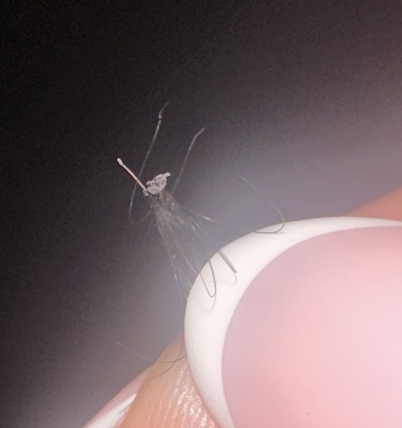 Calling all lash techs
