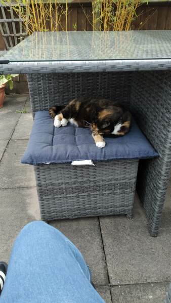 Cat shelter for patio?
