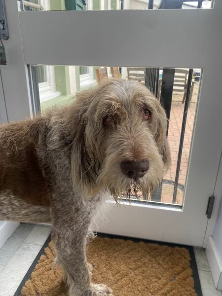 Tell me about Spinones