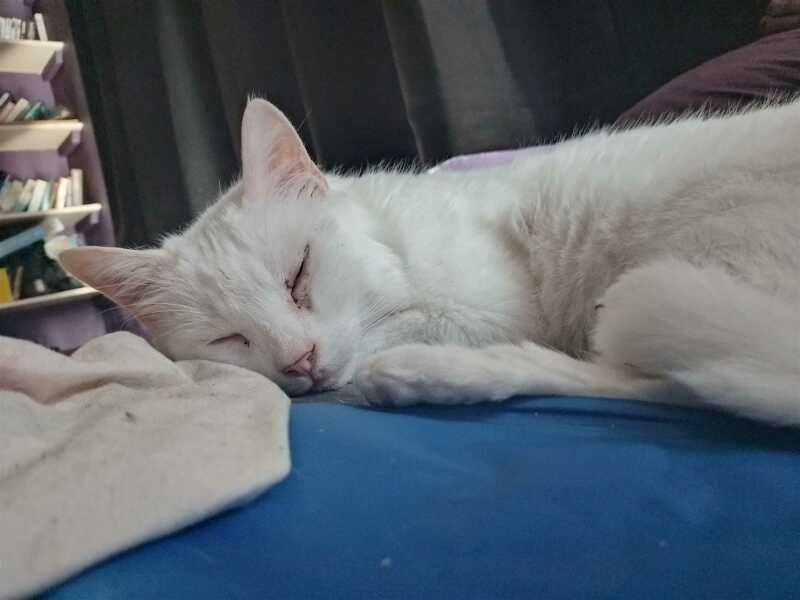 The One after the One where the Excellent Cats posed for a calendar