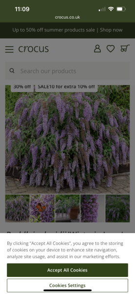 Fast growing flowering shrub for height and privacy