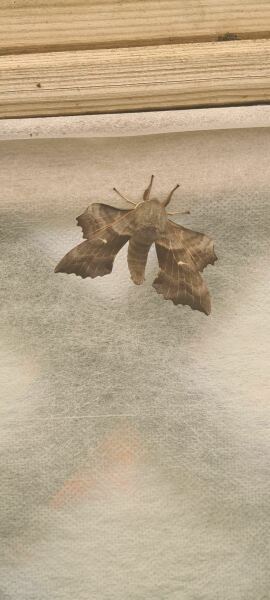 Hummingbird Hawk Moth
