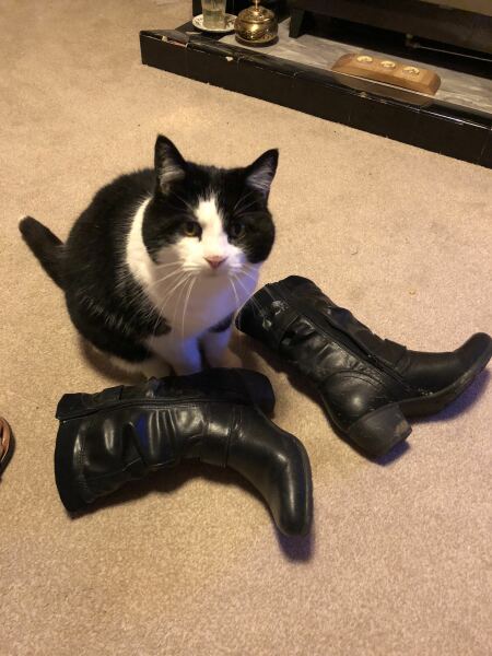 The One after the One where the Excellent Cats posed for a calendar