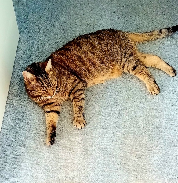 The One after the One where the Excellent Cats posed for a calendar