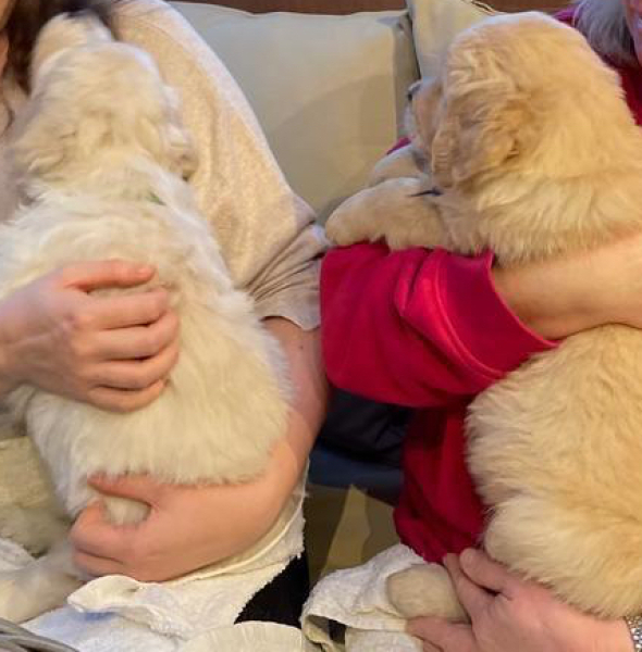 Adolescent Dog Survival Thread - welcome to the teenage wasteland