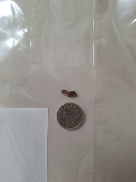 To worry about this critter that came home with us from a hotel?